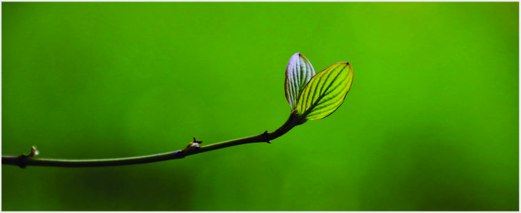 bangkit dan maju terus